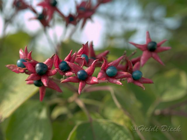 Clerodendron trichotonum2.jpg - ASCII